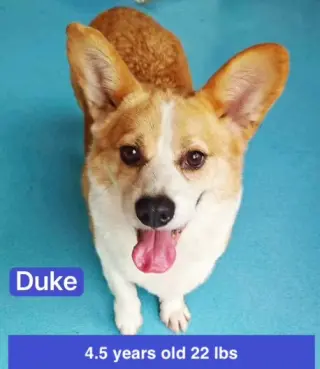Duke