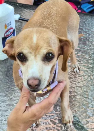 Missy