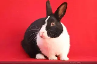 Sieta