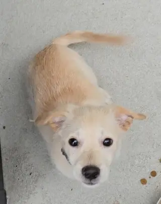 Biscuit