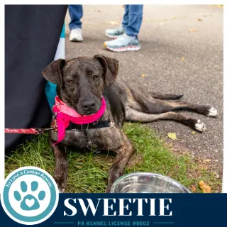 Sweetie (Mom to Sweeties Sweets) 082926