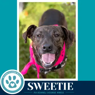 Sweetie (Mom to Sweeties Sweets) 082926