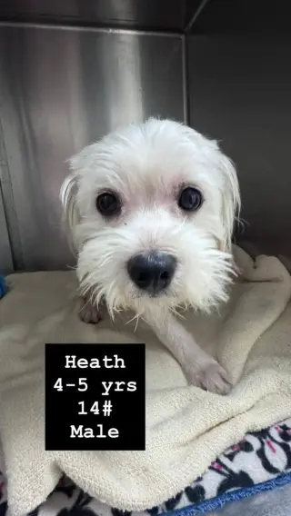 Heath