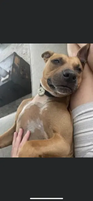 Penny