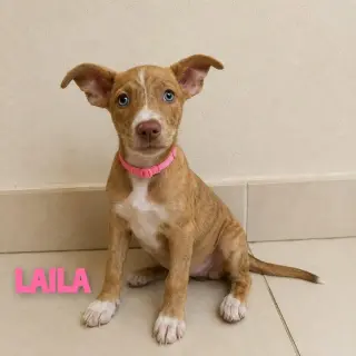 Laila