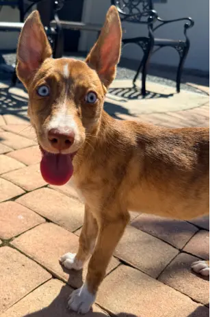 Laila