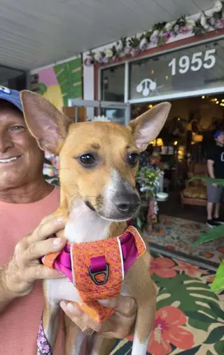 Mojo
