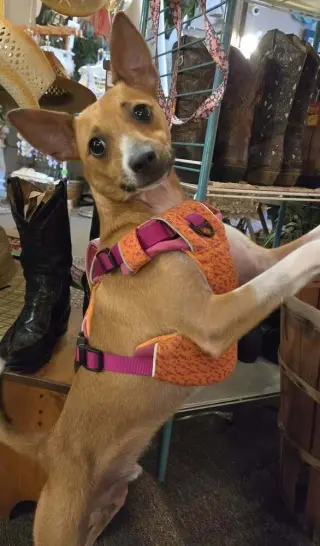 Mojo
