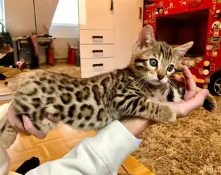 dulce F1 SAVANNAH KITTENS
