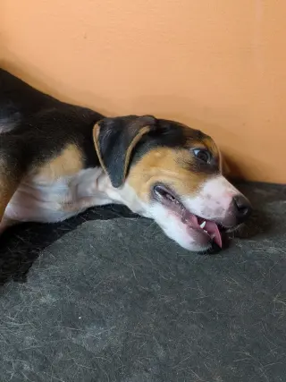 Vinnie