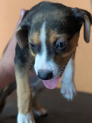 Vinnie