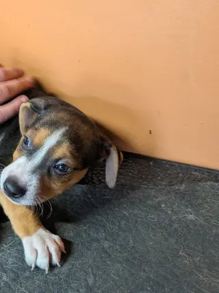 Vinnie