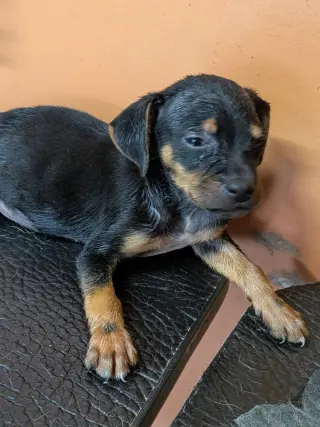 Oliver