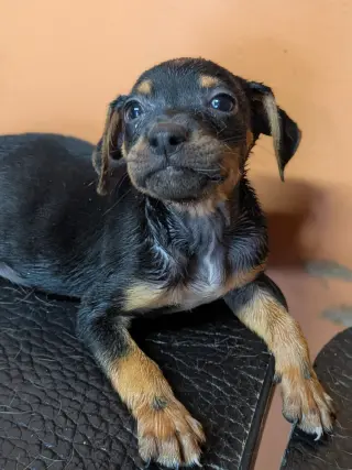 Oliver