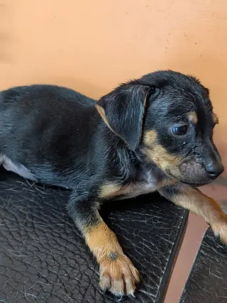 Oliver