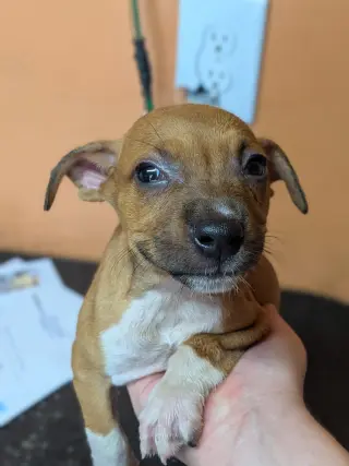 Leela