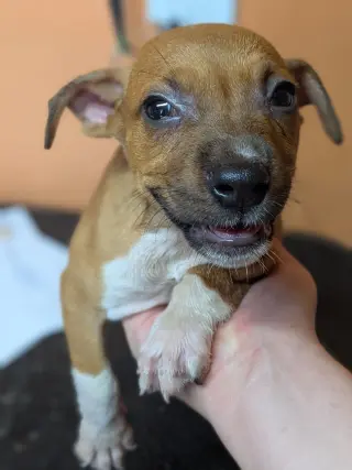 Leela