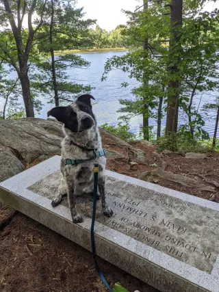Pepper (NY)