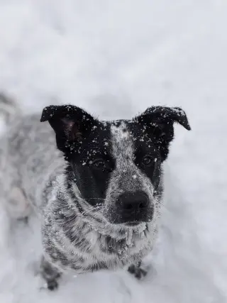 Pepper (NY)