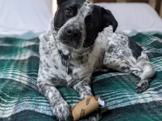Pepper (NY)