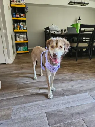 Daisy (Cleveland Mama)