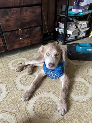 Thunder (Cleveland Puppy)
