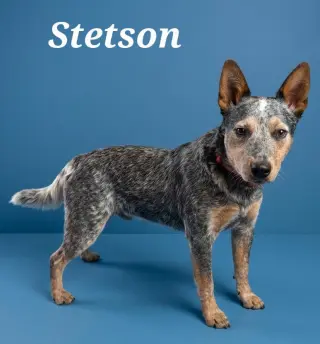 Stetson