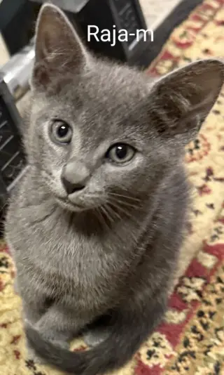 Raja