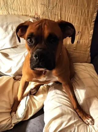 Roscoe IV