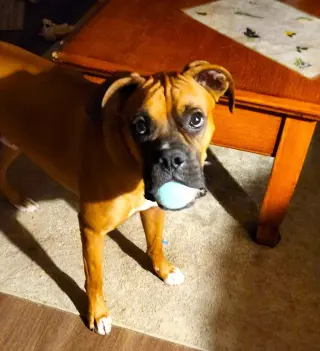 Roscoe IV