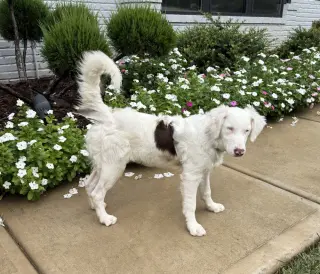 Skye