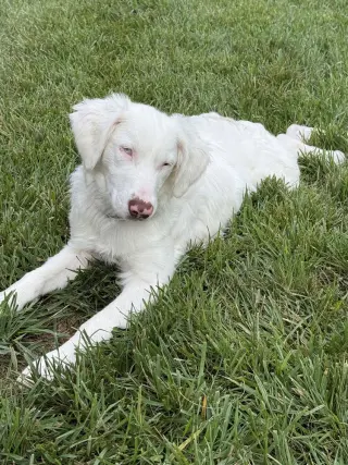 Skye
