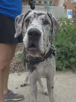 Clyde