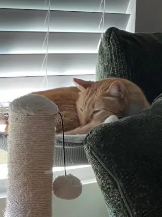 Benito (Fka Sherbert)