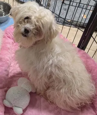 Belle