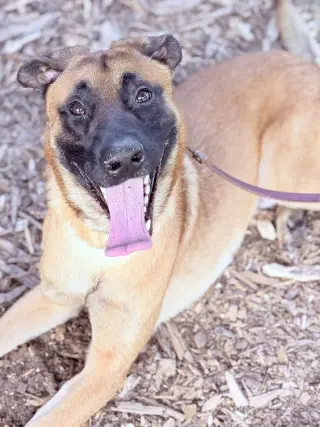 King Titan - Located in Georgia