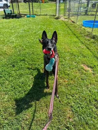Brock - Located in Tennessee
