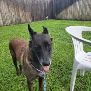 Country Queens - Reba - Located in FL