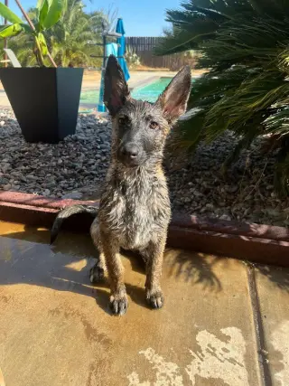 Willow-Located in CA