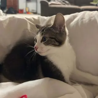 Bibbi