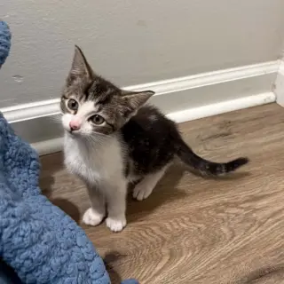 Bibbi