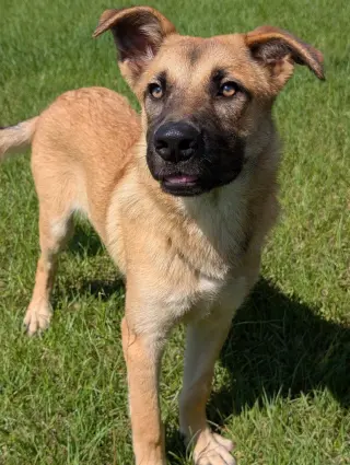 Zelda