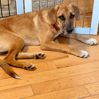 Slinky