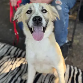 Kota