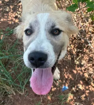 Kota