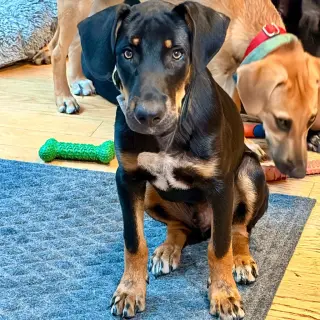 Bubba