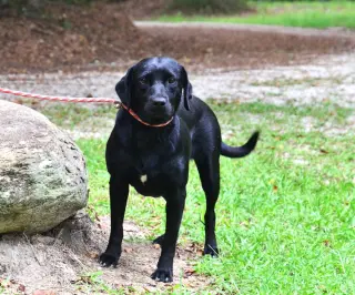 Georgia