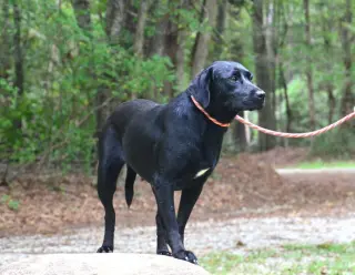 Georgia