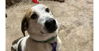 Tyson