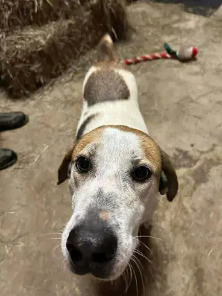 Tyson